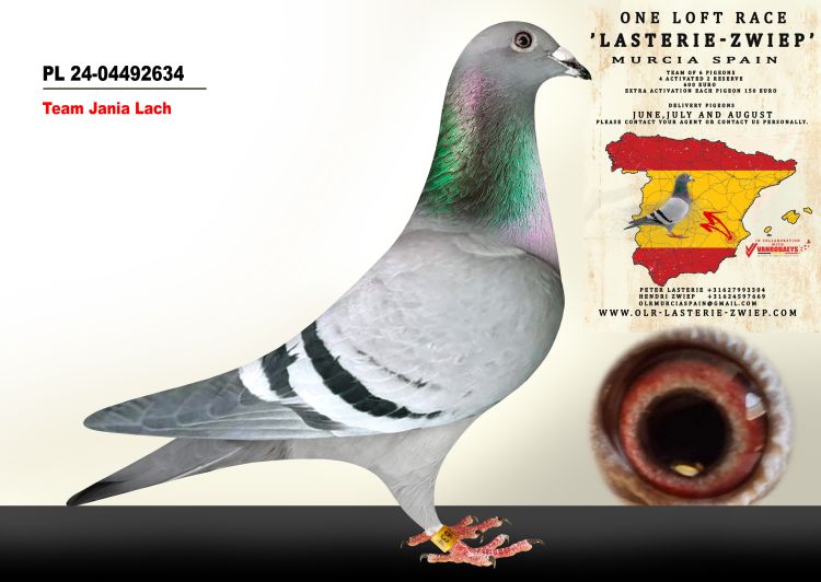 Pigeon Auction PL 24-04492634, seller Team Jania Lach (23º